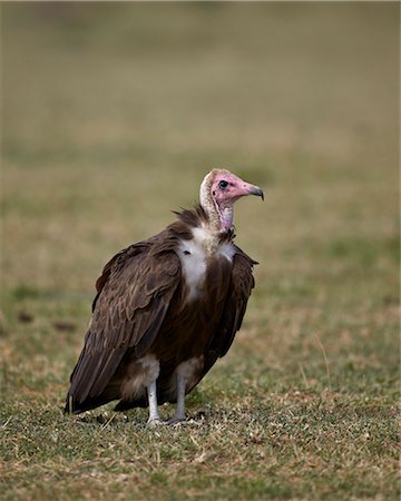 Hooded vulture (Necrosyrtes monachus), Serengeti National Park, Tanzania, East Africa, Africa Photographie de stock - Rights-Managed, Code: 841-07457428