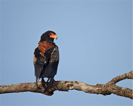 eagle not people - Bateleur (Terathopius ecaudatus), Serengeti National Park, Tanzania, East Africa, Africa Stock Photo - Rights-Managed, Code: 841-07457429