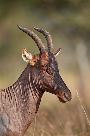 damaliscus korrigum - Topi (tsessebe) (Damaliscus lunatus), Serengeti National Park, Tanzania, East Africa, Africa Photographie de stock - Rights-Managed, Code: 841-07457420