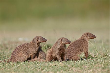 simsearch:841-07457428,k - Banded mongoose (Mungos mungo), Serengeti National Park, Tanzania, East Africa, Africa Photographie de stock - Rights-Managed, Code: 841-07457434