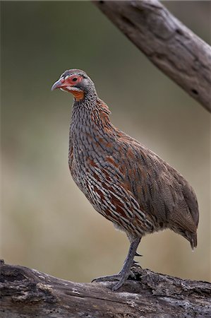 simsearch:841-07457428,k - Grey-breasted spurfowl (gray-breasted spurfowl) (grey-breasted francoli) (gray-breasted francolin) (Francolinus rufopictus), Serengeti National Park, Tanzania, East Africa, Africa Foto de stock - Con derechos protegidos, Código: 841-07457437