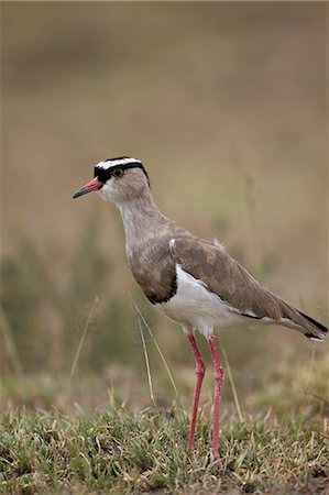 Crowned plover (crowned lapwing) (Vanellus coronatus), Serengeti National Park, Tanzania, East Africa, Africa Stockbilder - Lizenzpflichtiges, Bildnummer: 841-07457439