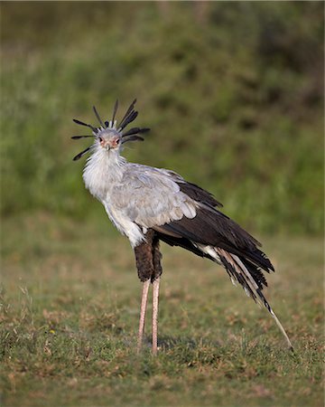 simsearch:841-03490247,k - Secretarybird (Sagittarius serpentarius), Serengeti National Park, Tanzania, East Africa, Africa Photographie de stock - Rights-Managed, Code: 841-07457431