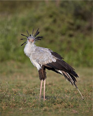 serengeti national park - Secretarybird (Sagittarius serpentarius), Serengeti National Park, Tanzania, East Africa, Africa Photographie de stock - Rights-Managed, Code: 841-07457431