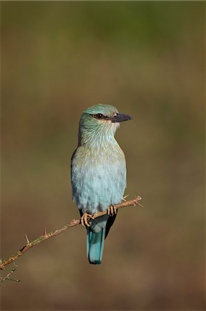 simsearch:841-07457444,k - European roller (Coracias garrulus), Serengeti National Park, Tanzania, East Africa, Africa Photographie de stock - Rights-Managed, Code: 841-07457446