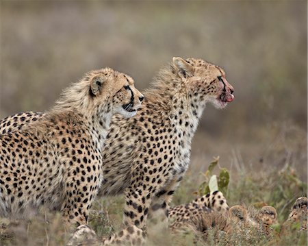 Two young cheetah (Acinonyx jubatus), Serengeti National Park, Tanzania, East Africa, Africa Photographie de stock - Rights-Managed, Code: 841-07457447