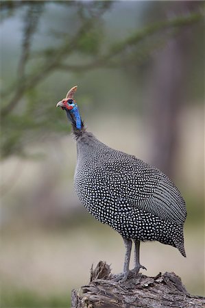 simsearch:841-03490247,k - Helmeted guineafowl (Numida meleagris), Serengeti National Park, Tanzania, East Africa, Africa Photographie de stock - Rights-Managed, Code: 841-07457440