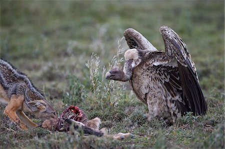 simsearch:862-05998389,k - Ruppell's griffon vulture (Gyps rueppellii) approaches a black-backed jackal (silver-backed jackal) (Canis mesomelas) at a blue wildebeest calf kill, Serengeti National Park, Tanzania, East Africa, Africa Photographie de stock - Rights-Managed, Code: 841-07457443