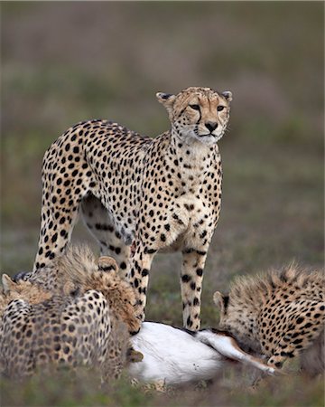 simsearch:873-06440373,k - Cheetah (Acinonyx jubatus) mother at a kill with her three cubs, Serengeti National Park, Tanzania, East Africa, Africa Photographie de stock - Rights-Managed, Code: 841-07457456