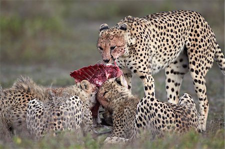 Cheetah (Acinonyx jubatus) family at a kill, Serengeti National Park, Tanzania, East Africa, Africa Photographie de stock - Rights-Managed, Code: 841-07457457