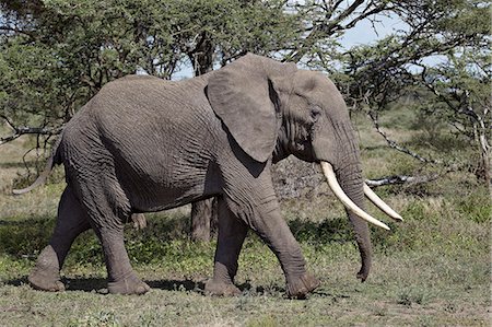 simsearch:841-03060931,k - African Elephant (Loxodonta africana), Serengeti National Park, Tanzania, East Africa, Africa Photographie de stock - Rights-Managed, Code: 841-07457459