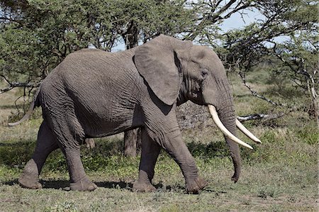 simsearch:841-05783220,k - African Elephant (Loxodonta africana), Serengeti National Park, Tanzania, East Africa, Africa Stock Photo - Rights-Managed, Code: 841-07457459