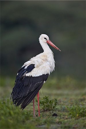 White stork (Ciconia ciconia), Serengeti National Park, Tanzania, East Africa, Africa Photographie de stock - Rights-Managed, Code: 841-07457451