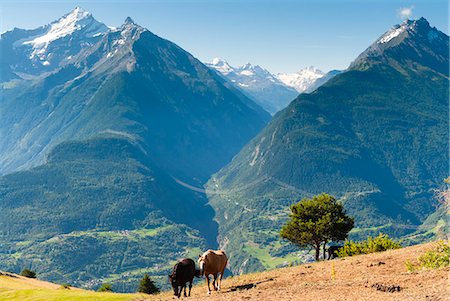 Grivola and Grand Nomenon mountains, Aosta Valley, Italian Alps, Italy, Europe Stock Photo - Rights-Managed, Code: 841-07457468