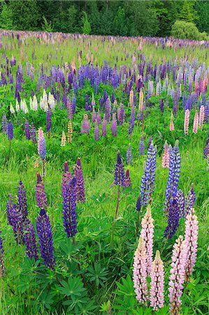 Field of wild lupines, Tacoma, Washington State, United States of America, North America Stockbilder - Lizenzpflichtiges, Bildnummer: 841-07457484