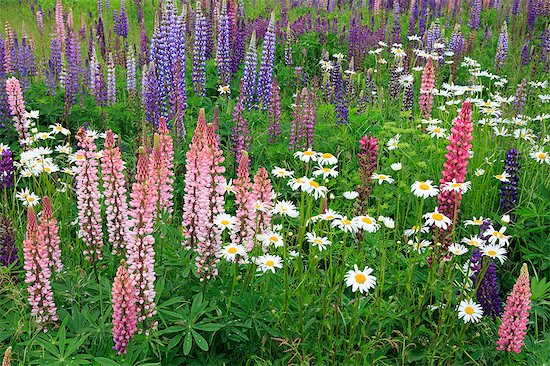 Field of wild lupines, Tacoma, Washington State, United States of America, North America Photographie de stock - Premium Droits Gérés, Artiste: robertharding, Le code de l’image : 841-07457485