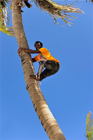Man climbing a palm tree to get coconuts, Bwejuu Beach, Zanzibar, Tanzania, East Africa, Africa Stock Photo - Rights-Managed, Code: 841-07457513