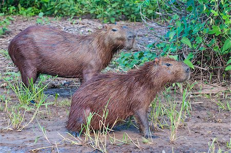 Capybara (Hydrochoerus hydrochaeris), Pantanal Conservation Area, UNESCO World Heritage Site, Brazil, South America Stock Photo - Rights-Managed, Code: 841-07457606