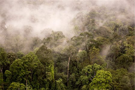 sabah tree - Rain mist rising from the forest canopy in Danum Valley, Sabah, Malaysian Borneo, Malaysia, Southeast Asia, Asia Stock Photo - Rights-Managed, Code: 841-07457668