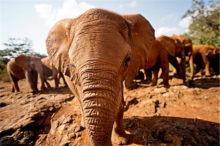 elephant herd - Juvenile elephants (Loxodonta africana) at the David Sheldrick Elephant Orphanage, Nairobi National Park, Nairobi, Kenya, East Africa, Africa Stock Photo - Rights-Managed, Code: 841-07457672