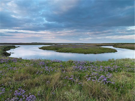 flower nature calm - Sea lavender on the saltmarshes at Burnham Deepdale, Norfolk, England, United Kingdom, Europe Photographie de stock - Rights-Managed, Code: 841-07457722