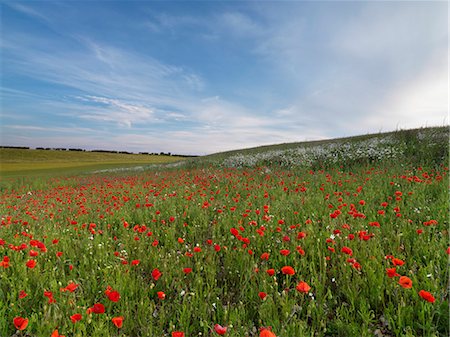 A poppy field near Burnham Market, Norfolk, England, United Kingdom, Europe Photographie de stock - Rights-Managed, Code: 841-07457723