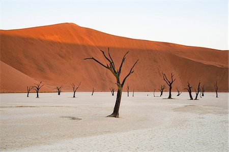 simsearch:851-02963598,k - Camelthorn trees (Acacia erioloba) in the clay pans of Deadvlei with Big Daddy dune towering above, Namib Naukluft, Namibia, Africa Photographie de stock - Rights-Managed, Code: 841-07457855