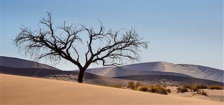 simsearch:851-02963598,k - Lone tree at the foot of Dune 45, with the distant dunes rendered silver and purple by the afternoon sun, Namib Naukluft, Namibia, Africa Photographie de stock - Rights-Managed, Code: 841-07457858