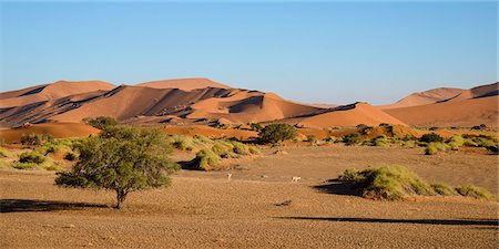 simsearch:841-07457850,k - A couple of springbok enjoy a peaceful evening at Sossusvlei, Namib Naukluft, Namibia, Africa Stock Photo - Rights-Managed, Code: 841-07457852