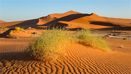Evening light on the sand dunes at Sossusvlei, Namib Naukluft, Namibia, Africa Photographie de stock - Rights-Managed, Code: 841-07457853