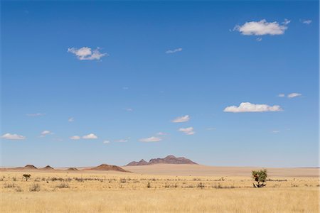 simsearch:841-07081750,k - Gemsbok (Oryx gazella) sheltering from the midday sun in the NamibRand Nature Reserve, Namib Desert, Namibia, Africa Stock Photo - Rights-Managed, Code: 841-07457866