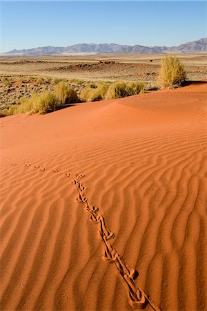 simsearch:841-07457850,k - Tracks in the sand dunes, NamibRand Nature Reserve, Namib Desert, Namibia, Africa Stock Photo - Rights-Managed, Code: 841-07457877