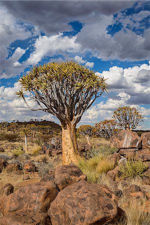 Quiver tree (kokerboom) (Aloe dichotoma) at the Quiver Tree Forest, Keetmanshoop, Namibia, Africa Photographie de stock - Rights-Managed, Code: 841-07457889