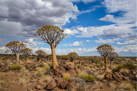 Quiver tree (kokerboom) (Aloe dichotoma) at the Quiver Tree Forest, Keetmanshoop, Namibia, Africa Foto de stock - Con derechos protegidos, Código: 841-07457890