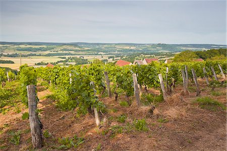 Vineyards in Tharoiseau near to Vezelay, Yonne, Burgundy, France, Europe Foto de stock - Con derechos protegidos, Código: 841-07457914