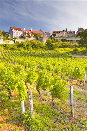 Vineyards below the hilltop village of Vezelay, Yonne, Burgundy, France, Europe Fotografie stock - Rights-Managed, Codice: 841-07457912