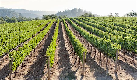 Rows of lush vineyards on a hillside, Napa Valley, California, United States of America, North America Photographie de stock - Rights-Managed, Code: 841-07524025