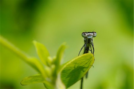 simsearch:841-06345494,k - Head on view of a male Azure Damselfly (Coenagrion puella) casting shadow on a leaf, Wiltshire, England, United Kingdom, Europe Stockbilder - Lizenzpflichtiges, Bildnummer: 841-07524081