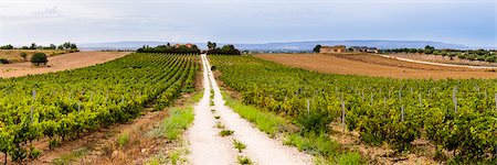 panoramique - Vineyard at a winery near Noto, South East Sicily, Italy, Europe Photographie de stock - Rights-Managed, Code: 841-07523239