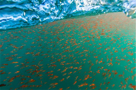 shoal (group of marine animals) - Dense swarms of juvenile squat lobster (Munida gregaria) off Akaroa, South Island, New Zealand, Pacific Photographie de stock - Rights-Managed, Code: 841-07523297