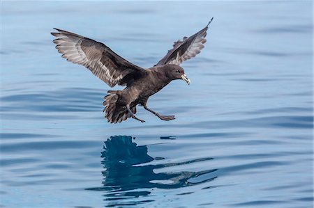 Adult white-chinned petrel (Procellaria aequinoctialis), off Kaikoura, South Island, New Zealand, Pacific Stock Photo - Rights-Managed, Code: 841-07523312