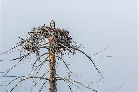 Osprey (Pandion haliaetus) on nest along the Madison River, Yellowstone National Park, Wyoming, United States of America, North America Stockbilder - Lizenzpflichtiges, Bildnummer: 841-07523320
