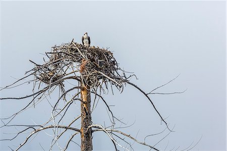 fischadler - Osprey (Pandion haliaetus) on nest along the Madison River, Yellowstone National Park, Wyoming, United States of America, North America Stockbilder - Lizenzpflichtiges, Bildnummer: 841-07523320