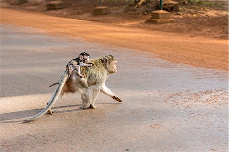 Young long-tailed macaque (Macaca fascicularis) atop its mother in Angkor Thom, Siem Reap, Cambodia, Indochina, Southeast Asia, Asia Stock Photo - Rights-Managed, Code: 841-07523336