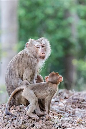 Young long-tailed macaque (Macaca fascicularis) near its mother in Angkor Thom, Siem Reap, Cambodia, Indochina, Southeast Asia, Asia Stockbilder - Lizenzpflichtiges, Bildnummer: 841-07523337