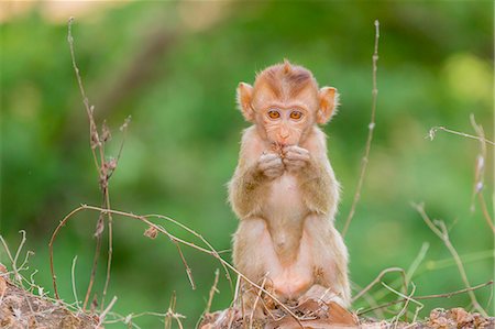 Young long-tailed macaque (Macaca fascicularis) in Angkor Thom, Siem Reap, Cambodia, Indochina, Southeast Asia, Asia Stockbilder - Lizenzpflichtiges, Bildnummer: 841-07523339