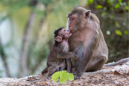 Young long-tailed macaque (Macaca fascicularis) nuzzling its mother in Angkor Thom, Siem Reap, Cambodia, Indochina, Southeast Asia, Asia Stockbilder - Lizenzpflichtiges, Bildnummer: 841-07523340