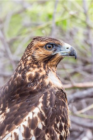 simsearch:841-06445371,k - Immature Galapagos hawk (Buteo galapagoensis) in Urbina Bay, Isabela Island, Galapagos Islands, Ecuador, South America Photographie de stock - Rights-Managed, Code: 841-07523359