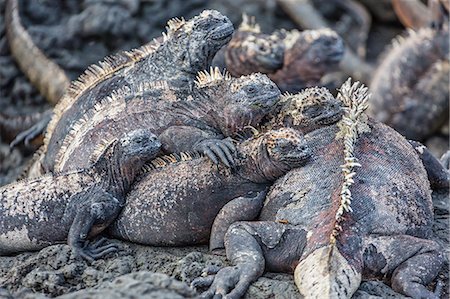 simsearch:841-07523385,k - Galapagos marine iguana (Amblyrhynchus cristatus) basking in Puerto Egas, Santiago Island, Galapagos Islands, Ecuador, South America Foto de stock - Con derechos protegidos, Código: 841-07523351