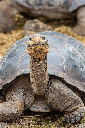 Captive Galapagos giant tortoise (Chelonoidis nigra) at the Charles Darwin Research Station on Santa Cruz Island, Galapagos Islands, Ecuador, South America Photographie de stock - Rights-Managed, Code: 841-07523366